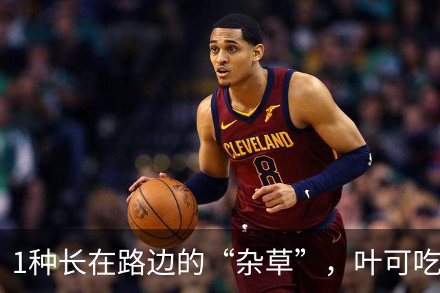 1种长在路边的“杂草”，叶可吃、果可吃全身是宝，价值珍贵